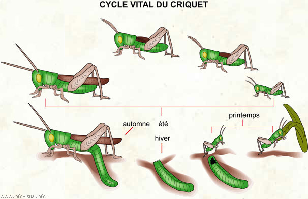 Cycle vital du criquet (Dictionnaire Visuel)